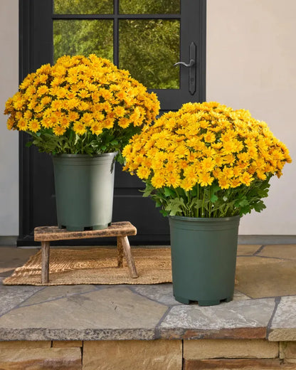🔥Last Day Each- Artificial Outdoor Sunset Mums Flowers -  Waterproof, Windproof