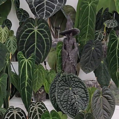 🔥LAST DAY 49% OFF - ❤️‍🔥🧙‍♀️Hand-Painted Enchanting Witch Statue: The Guardian of Your Home (✨Same as in the video)