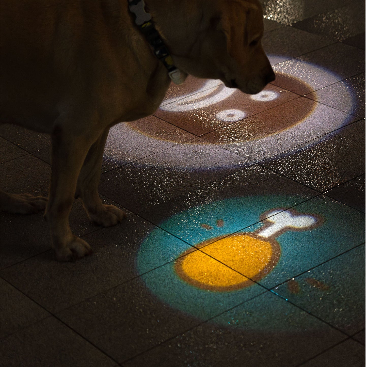 Dog Lights For Night Walking