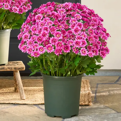 🔥Last Day Each- Artificial Outdoor Sunset Mums Flowers -  Waterproof, Windproof