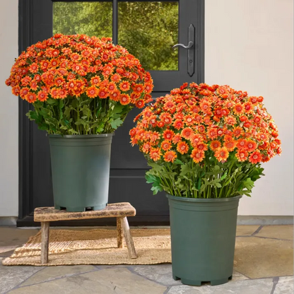 🔥Last Day Each- Artificial Outdoor Sunset Mums Flowers -  Waterproof, Windproof
