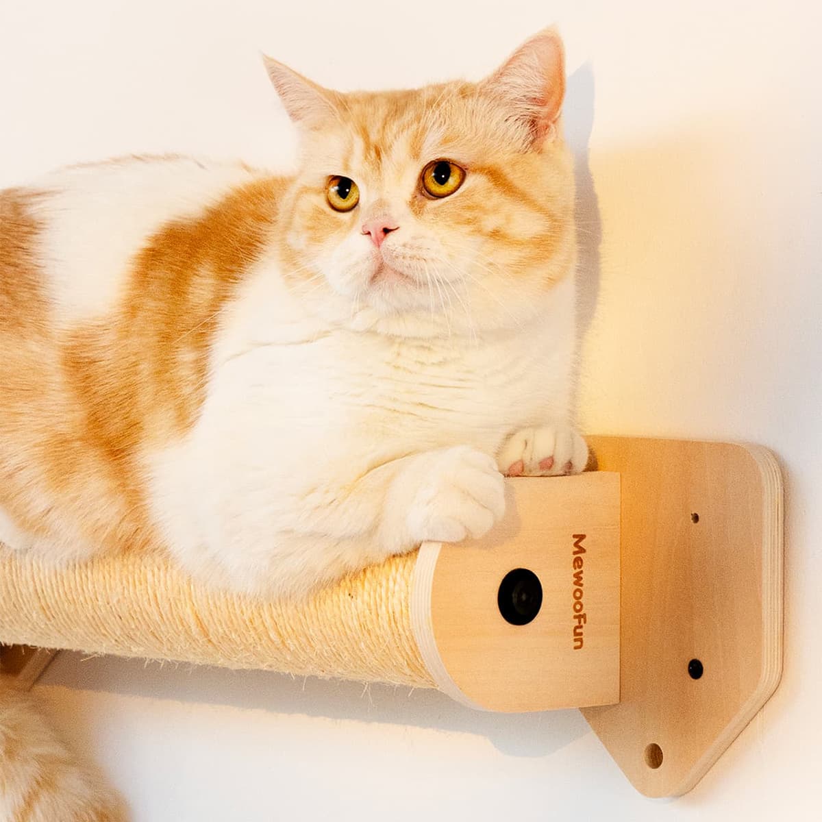 Bushwick Cat Wall Shelves 3 Piece Set