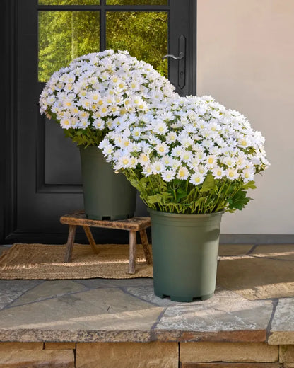 🔥Last Day Each- Artificial Outdoor Sunset Mums Flowers -  Waterproof, Windproof