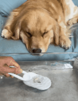 🐕‍🦺 PetAura Pet Grooming Brush